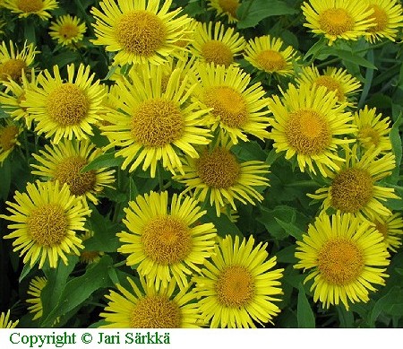 Inula britannica